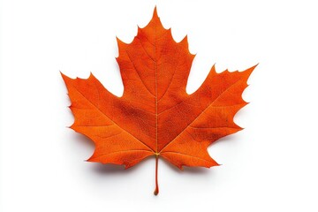 Autumn Red Maple Leaf fallen on bright surface. Use it for seasonal designs