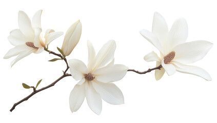 Obraz premium branch featuring elegant white magnolia flowers showcasing their natural beauty and intricate details against a clean background ideal for floral-themed designs or nature-inspired decor
