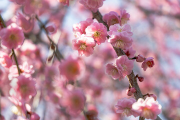 三重県いなべ市梅林公園の鮮やかな梅の木,満開の梅の花