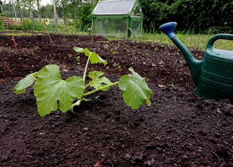 Close up of a young zucchini plant and a watering can in june. A small greenhouse can be seen in the background