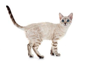 bengal kitten in studio