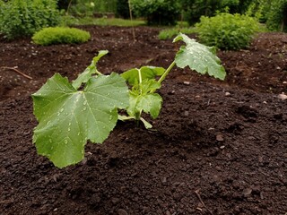 Close up of a young zucchini plant growing in a vegetable garden on a rainy day in june.