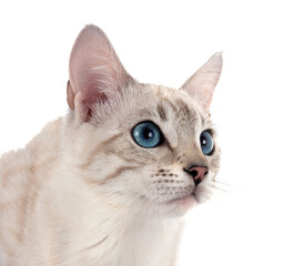 bengal kitten in studio