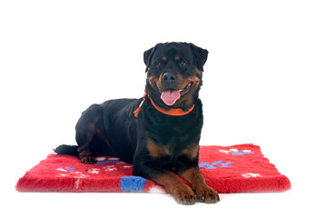 rottweiler in studio