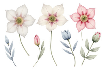 Watercolor Flower Element Set