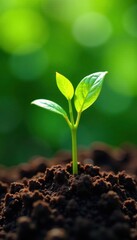 Tiny coffee plants sprout in rich Costa Rican soil , leaves, crop, robusta