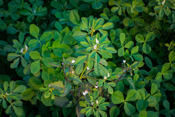 Beautiful picture of plant Alfalfa (Medicago sativa), also known as lucerne. Alfalfa is a perennial flowering plant in the legume family Fabaceae. 