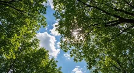 Looking Up Through Tree Canopy Towards Sunny Blue Sky