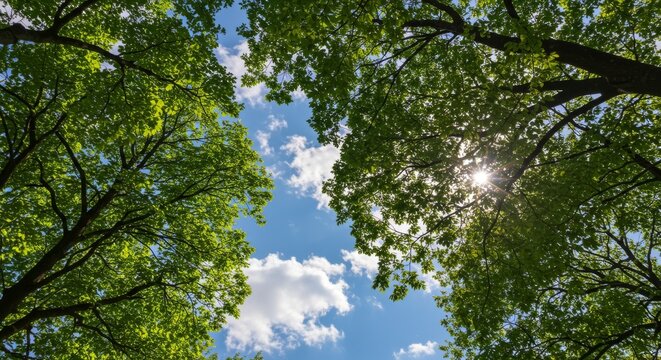 Looking up at the canopy of green leaves and blue sky