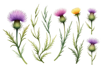 set of flowers isolated on white