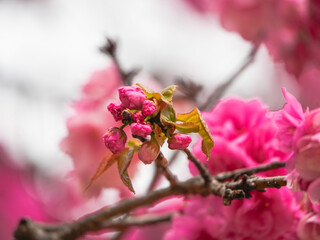Japanese cherry blossoms in full bloom