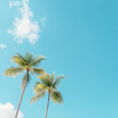 Palm trees against blue sky