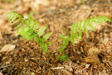 Forêt domaniale de Raimes-Saint Amand-Wallers