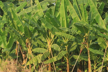 Banana trees that farmers grow for sale and as food in their gardens.