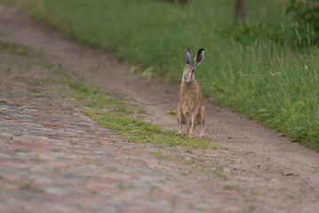 HARE - A cute mammal on a country road