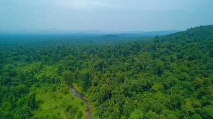 Fototapeta premium Aerial view of lush green rainforest with a winding river.