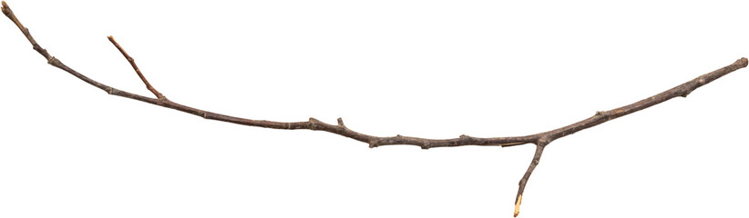 Dry tree branches isolated on white background