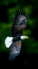 Majestic bald eagle in flight against a dark green background