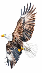 Obraz premium Majestic bald eagle in flight, wings spread wide against a white background