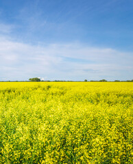 Obraz premium Field of yellow flowers with a blue sky in the background