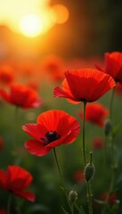 Naklejka premium Crimson poppies bathed in golden sunset light, light, warm