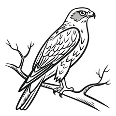 Fototapeta premium Bird of prey perched on a branch with detailed feathers and sharp beak