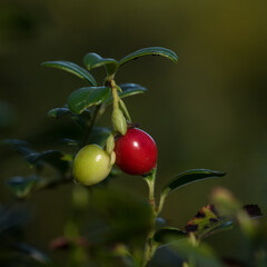 WILD BLUEBERRIES - Still unripe fruit in the forest