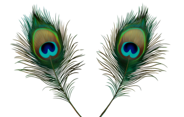 Two peacock feathers isolated on a transparent background