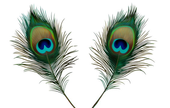 Two peacock feathers isolated on a transparent background