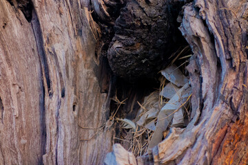 A closeup shot of a Tree Bark Dark Hole. A Detailed Macro shot of the Tree Trunk in Landscape in forest. A hole present in the Tree bark or Trunk.