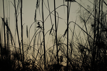 Dark Cinematic grass flower in evening background. Beautiful Grass flower background capture at the time of sunset.