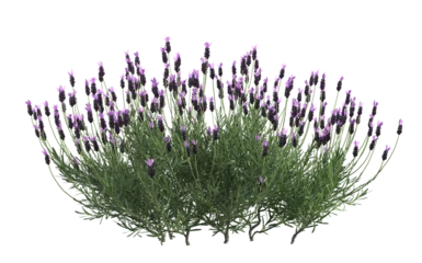 Gardinen 3d render of French lavender bush or lavandula,,isolated over transparent background, PNG cut-out   © Michael