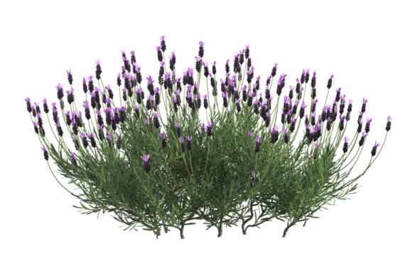 3d render of French lavender bush or lavandula,,isolated over transparent background, PNG cut-out	
