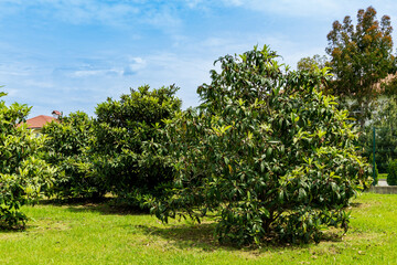 Medlar trees (Eriobotrya Japonica) with dense foliage grow on well-kept lawn in park and create...