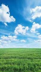 Obraz premium Realistic image of a lush green field under a clear blue sky captured in stunning detail