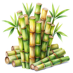 Fototapeta premium Watercolor Fresh sugarcane stalks isolated on transparent background