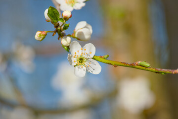 cherry plum blossom on a sunny spring day close-up