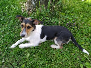 jack russell lies in the grass