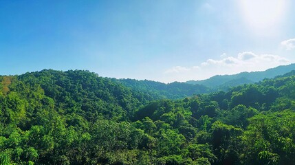 Lush green forest vibrant treetops under a bright clear blue sky wide-angle shot serene natural beauty. 