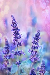 Obraz premium Anise Hyssop: Botanical Study of Agastache Foeniculum in Nature