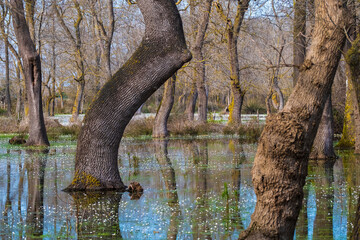 Spring Picture . Spring Picture, wetland beginning to bloom