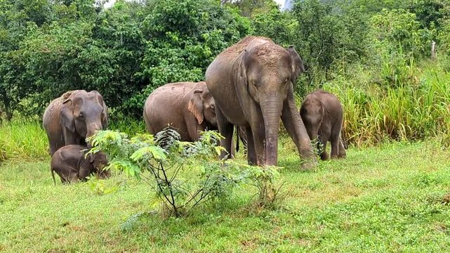 Elephants Grazing in Lush Green Valley, Sri Lanka