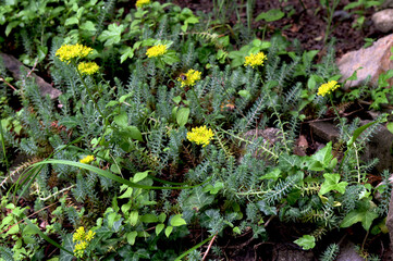 Closeup of a Sedum reflexum plant growing on the mossy rock