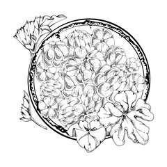 Cloudberry raspberry heap on ceramic plate, plant leaves, hand drawn vector ink, line forest berry. Isolated illustration for restaurant, dessert cafe menu, home preserves, farmers market harvest