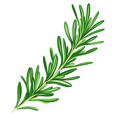 Fototapeta premium Green rosemary leaf leaves illustration plant vector