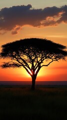 Naklejka premium Silhouette tree at sunset (1)