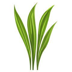 Obraz premium Green grass leaf leaves illustration plant vector