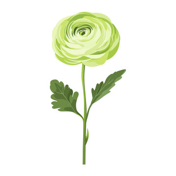 green ranunculus flower stem isolated clip art preview