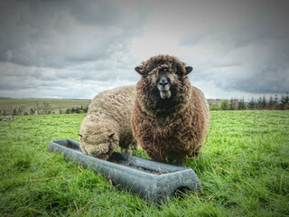 Ryeland Sheep