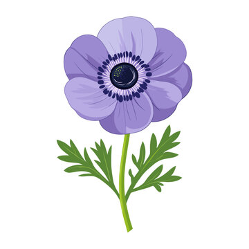 purple anemone flower isolated white background clip art preview